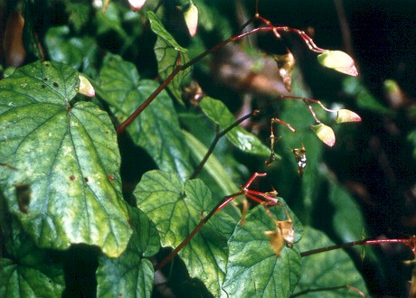 B. u394
